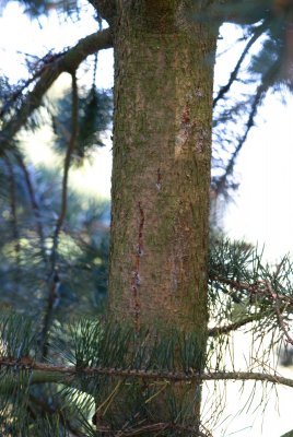 Pinus rotundata - borovice zaoblená - borka